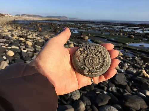 Ammonite I found at Lyme Regis Photo: Heatheronhertravels.com