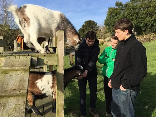 Feeding the goats at Red Doors Farm Photo: Heatheronhertravels.com