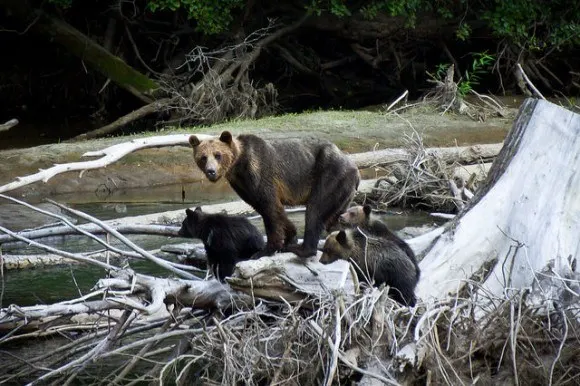 Bear watching in BC, Canada Photo: Stephen Mattucci on Flickr