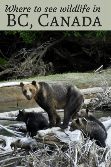 Where to see wildlife in BC Canada