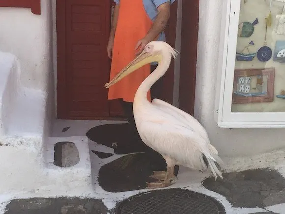 Petros the Pelican of Mykonos, Greece Photo: Heatheronhertravels.com