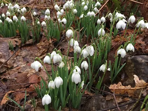 Snowdrops by Elterwater Photo: Heatheronhertravels.com