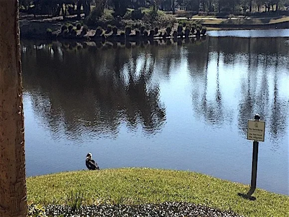 Sawgrass Marriott Alligator Sign