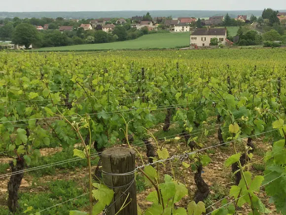 Wine tasting at Chateau Rully near Beaune in Burgundy Heatheronhertravels.com