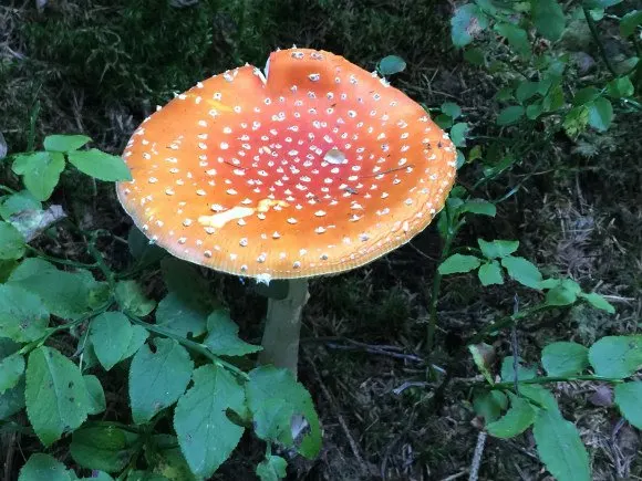 Toadstool in South Tyrol