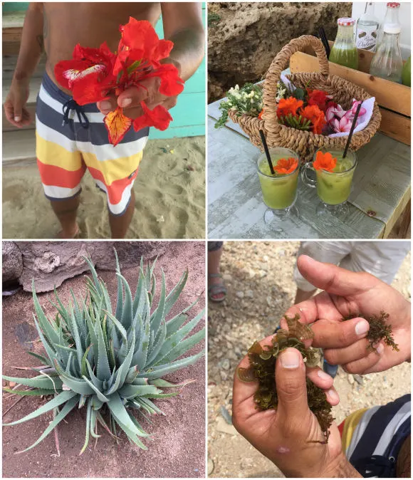 Aruba plants - Foraging on Aruba Photo: Heatheronhertravels.com