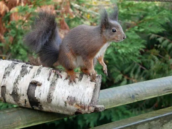 Red squirrel at Bristish Wildlife centre taken with Lumix GX80