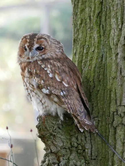 Tawny owl at the British Wildlife Centre