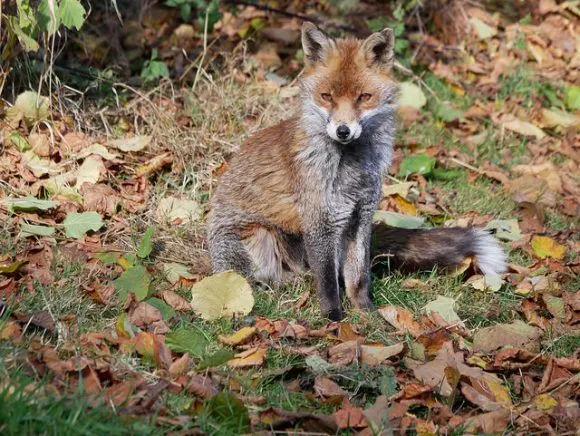 Biscuit the fox at the British Wildlife centre taken with Lumix GX80