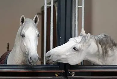 Spanish riding school