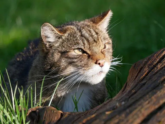 Scottish Wildcat at British Wildlife Centre Photo: Heatheronhertravels.com