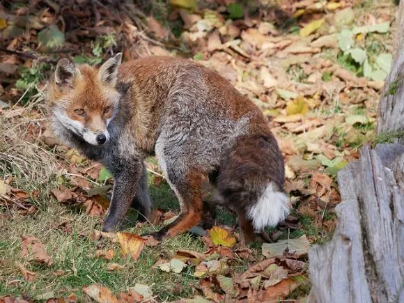 Fox at British Wildlife Centre Photo: Heatheronhertravels.com