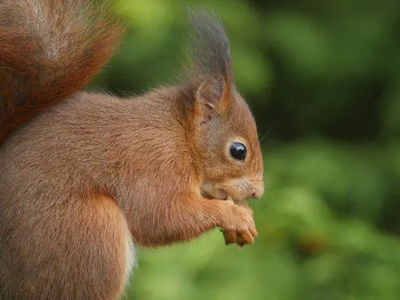 Red Squirrel by Phil Gould