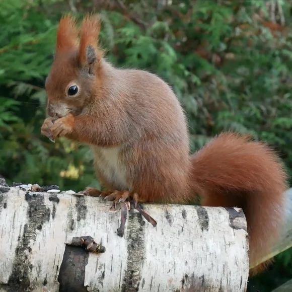 Red squirrel at British Wildlife Centre Photo: Heatheronhertravels.com