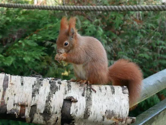 Red squirrel with Rope Photo: Heatheronhertravels.com