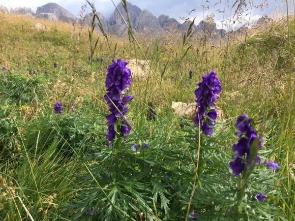 Blue flowers on our hike in South Tyrol