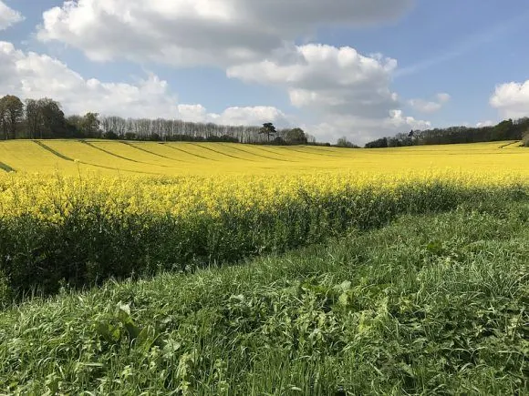 Rapeseed in the fields in Lodsworth photo: Heatheronhertravels.com