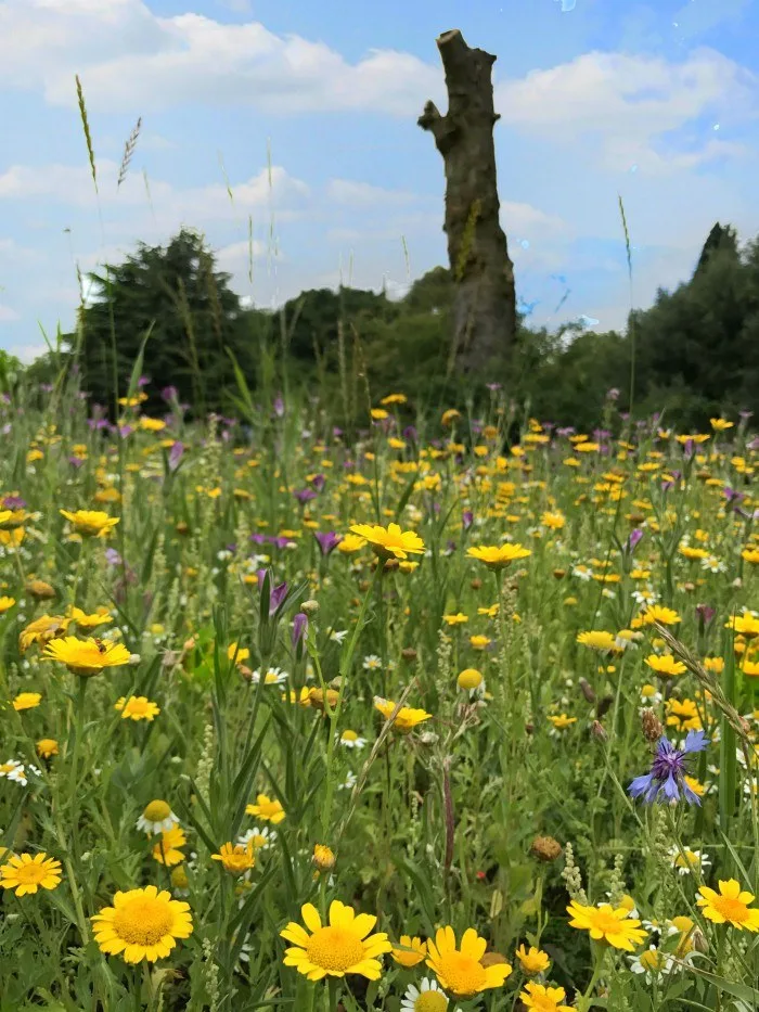 Wildflowers in Hyde Park Photo:Heatheronhertravels.com