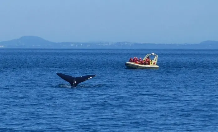 Whale watching on a weekend in Victoria, Canada Photo: Heatheronhertravels.com