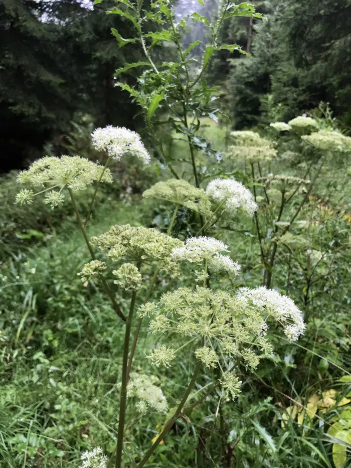 Flowers in the Alm valley Photo: Heatheronhertravels.com