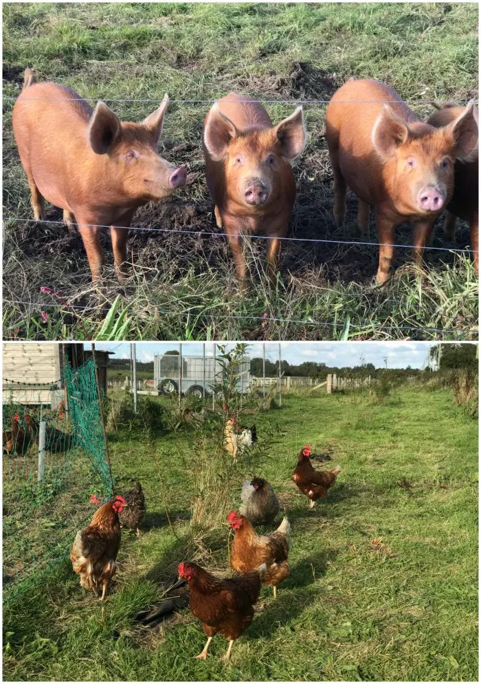 Pigs and chickens at The Marram Grass Photo: Heatheronhertravels.com