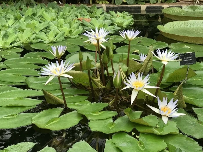 Waterlilies at Oxford Botanic Garden - weekend in Oxford photo Heatheronhertravels.com