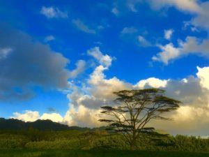 African Albizia Tree