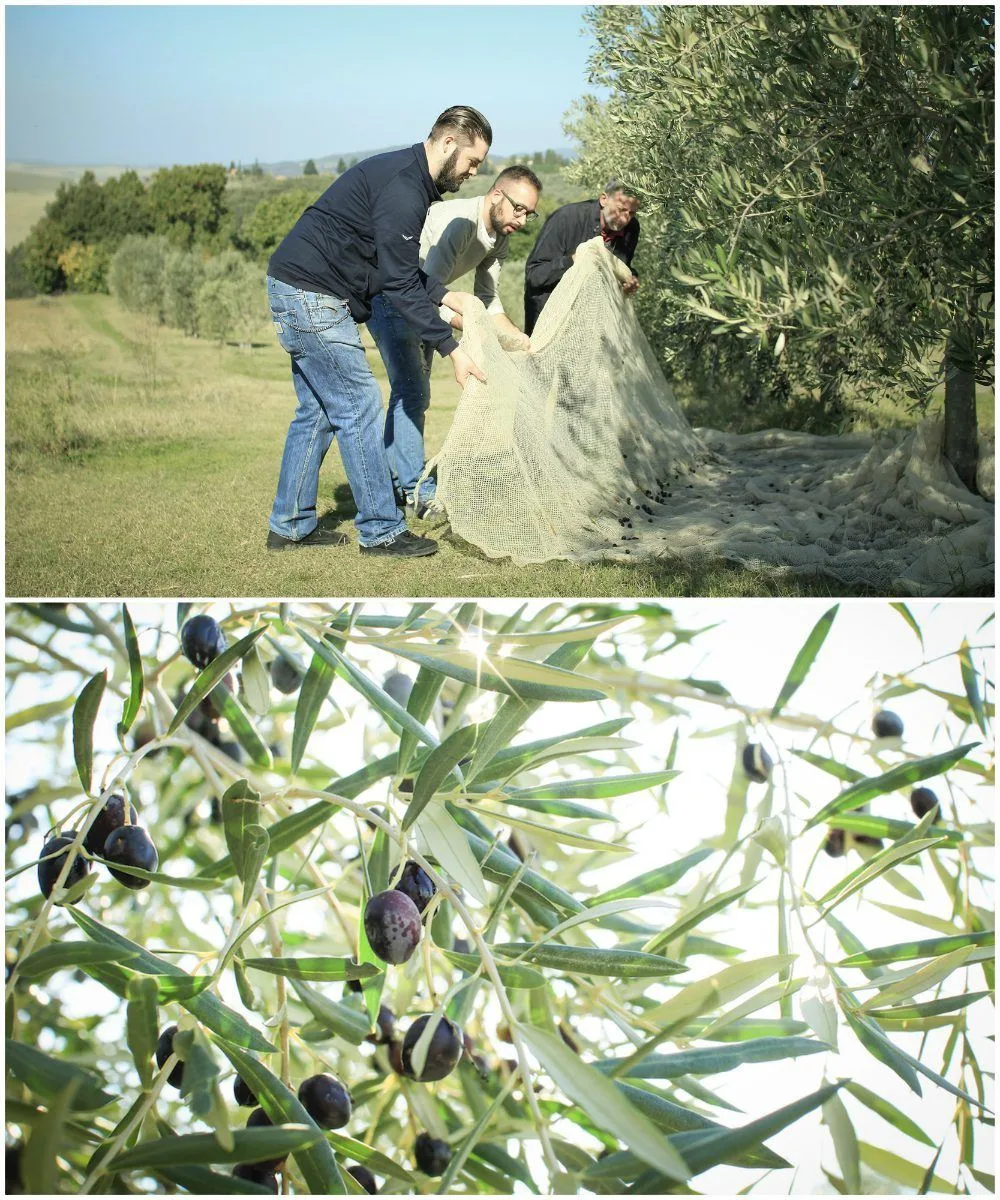 Tuscany food - Olive harvest at La Capanne with Bookingsforyou