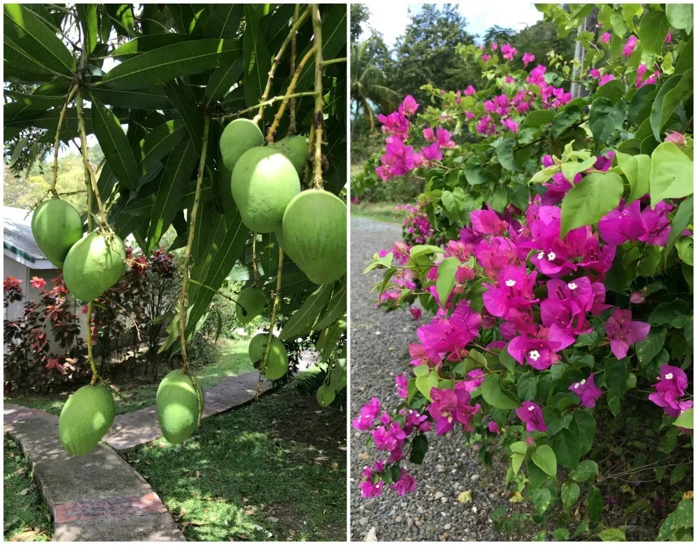 Fruit and flowers at East Winds St Lucia photo: Heatheronhertravels.com