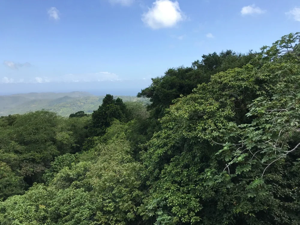 Babonneau Rainforest in St Lucia - Things to do in St Lucia Photo Heatheronhertravels.com