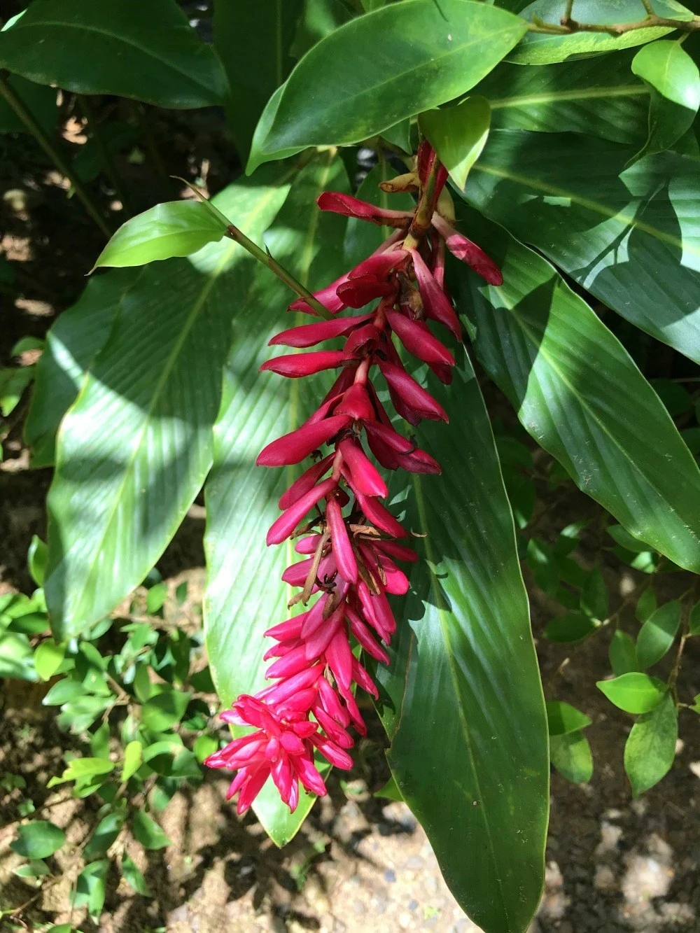 Flower in the rainforest St Lucia Photo Heatheronhertravels.com