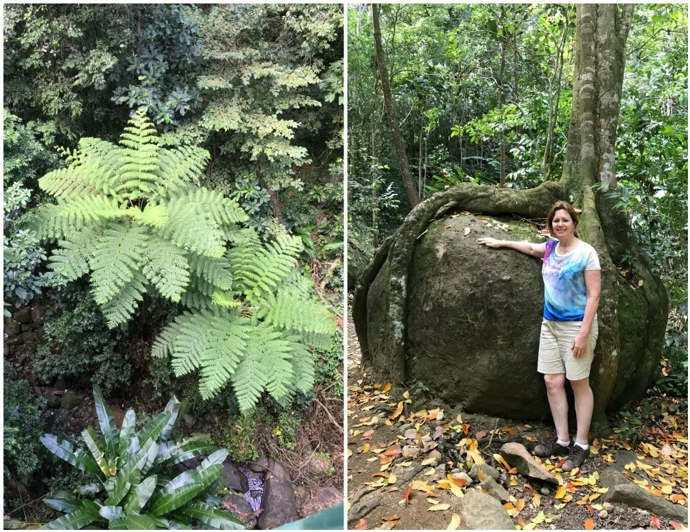 Rainforest adventures in St Lucia Photo Heatheronhertravels.com