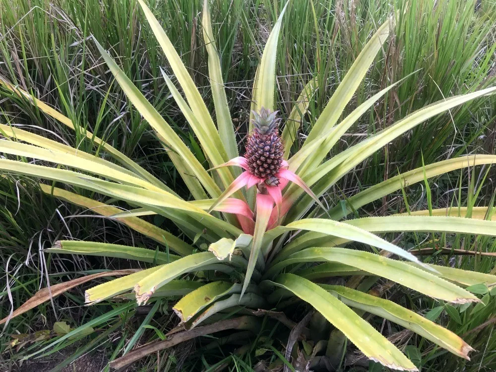 Tet Paul Nature Park in St Lucia - Things to do in St Lucia