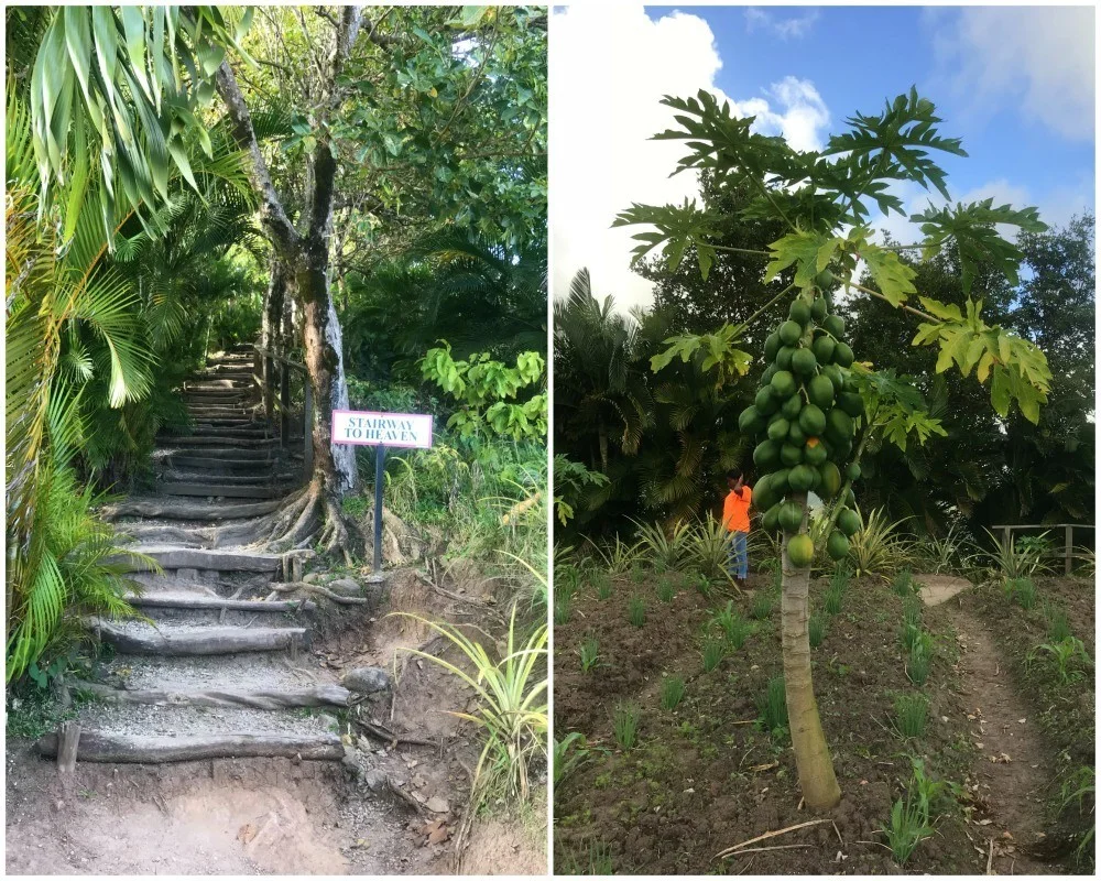 Tet Paul Nature Trail in St Lucia Photo Heatheronhertravels.com