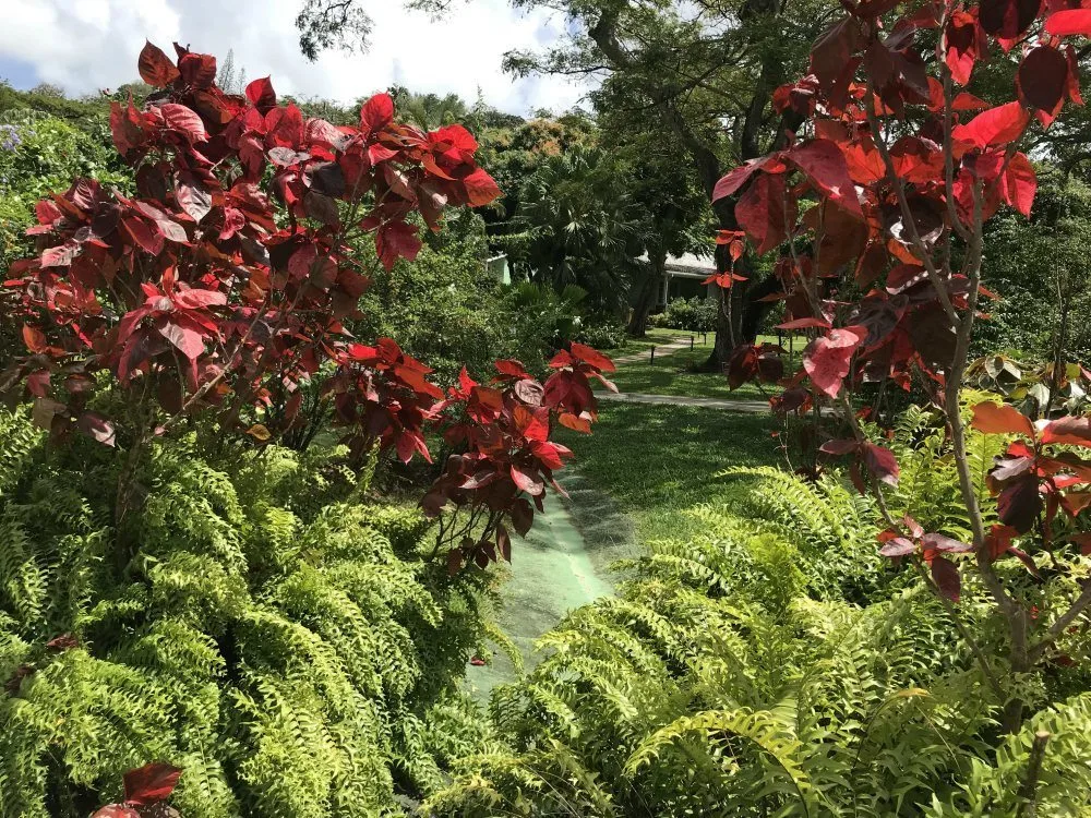 The Botanic Garden at East Winds St Lucia - Things to do in St Lucia