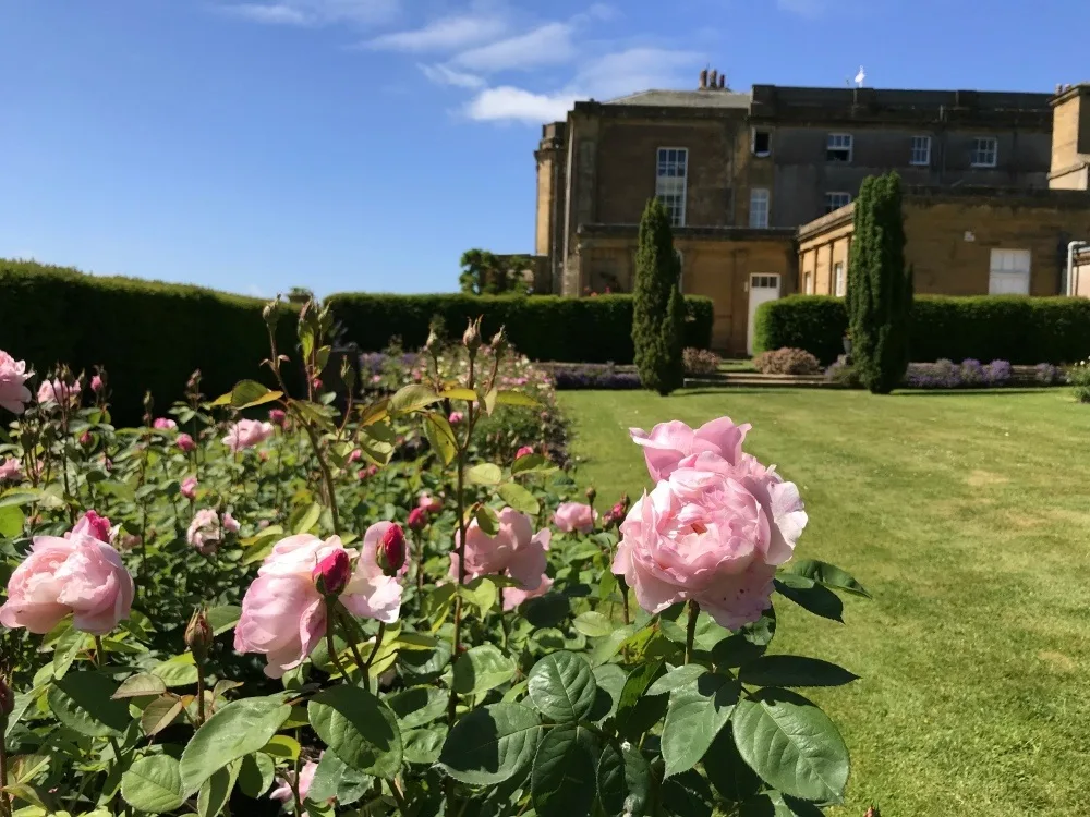 Rose garden at Warner Hotels at Cricket St Thomas Photo Heatheronhertravels.com.jpg