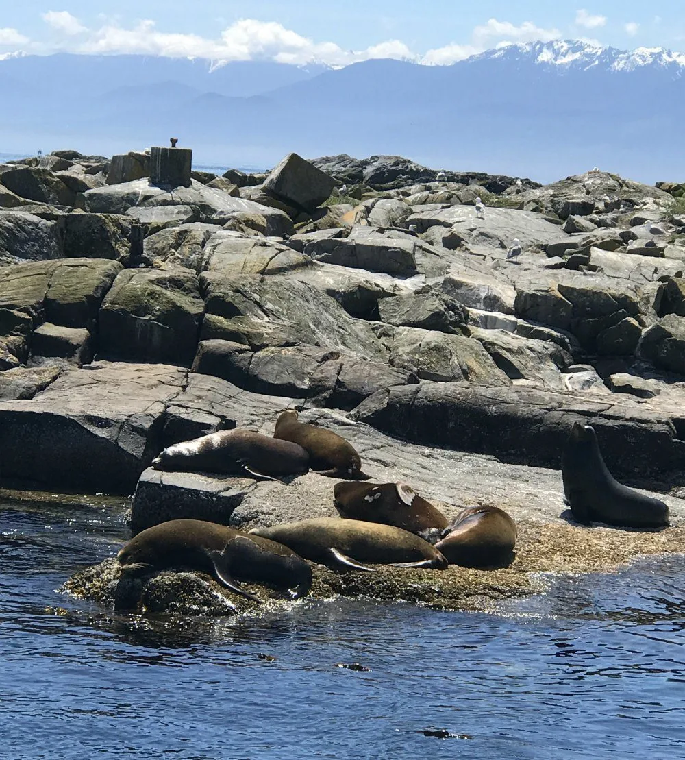 Seals on trip from Victoria Photo- Heatheronhertravels.com