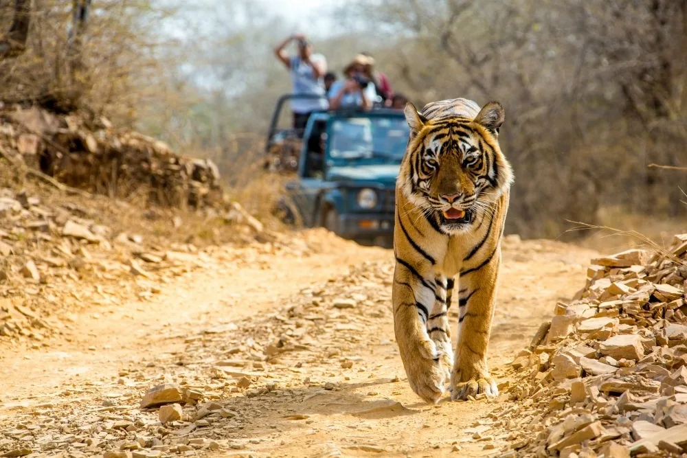 Tiger on Travelsphere India tour