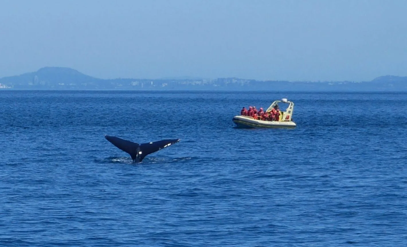 Whale watching in Victoria photo: Heatheronhertravels.com