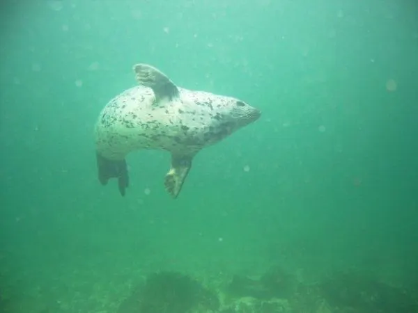 Snorkeling with seals in Nanaimo Photo Sundown Diving