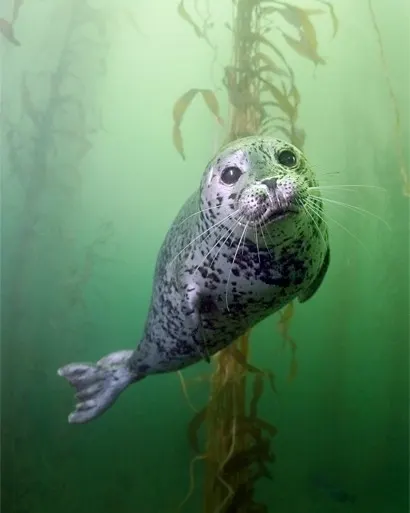 Snorkeling with seals in Nanaimo Photo Sundown Diving