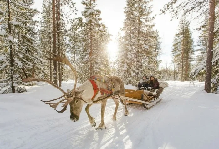 Reindeer rides in Rovaniemi