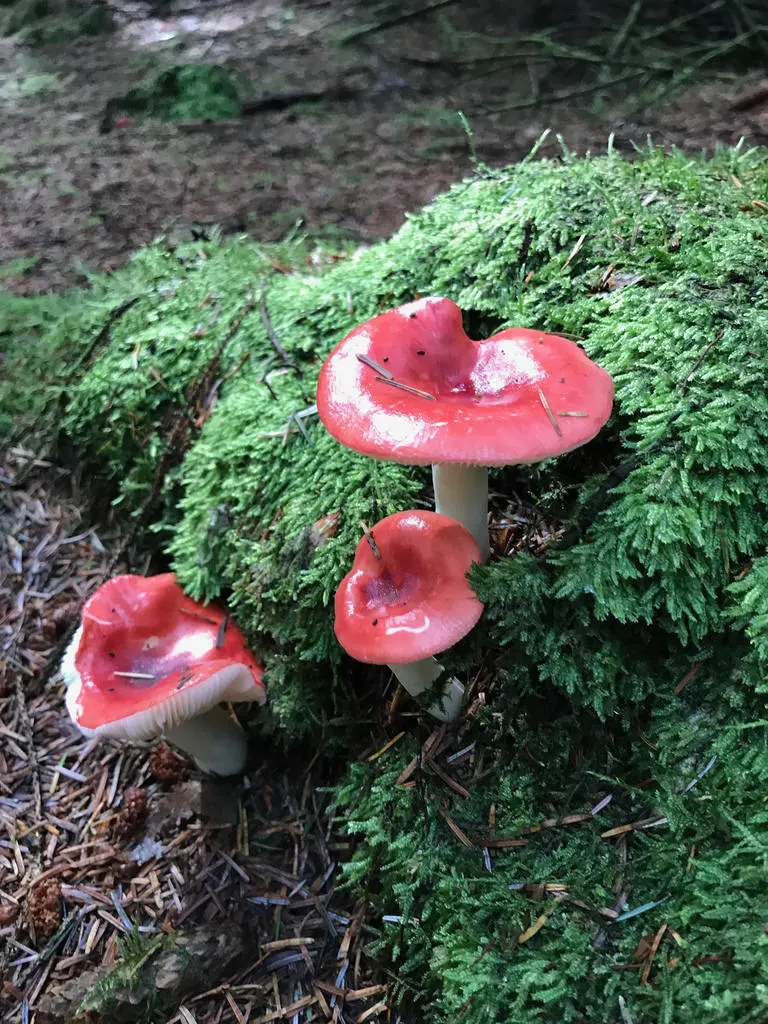 Toadstool in St Gwynnos forest 3 in South Wales Photo Heatheronhertravels.com