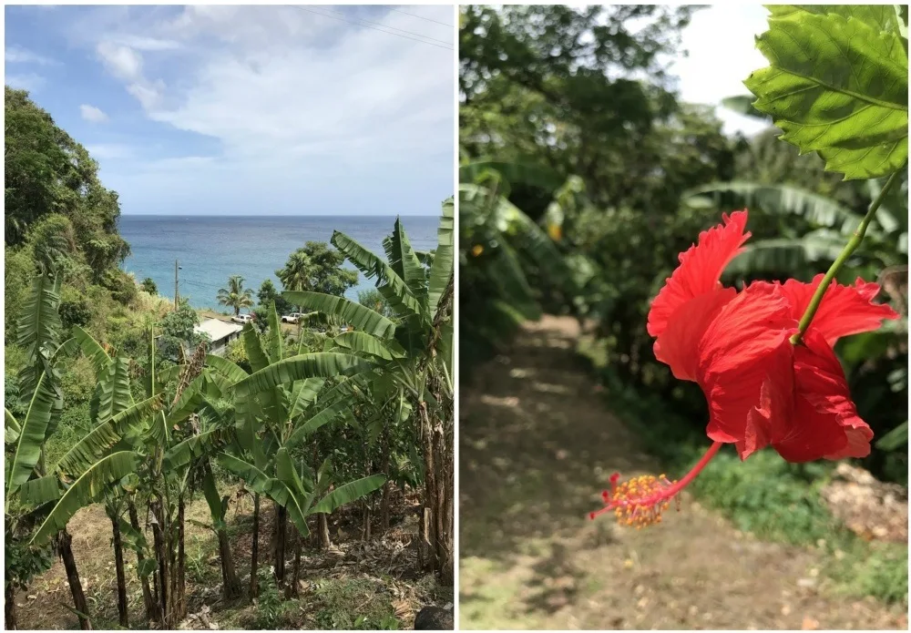 Crayfish Bay Farm in Grenada Photo Heatheronhertravels.com