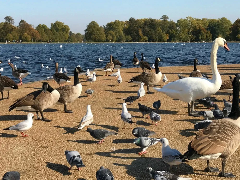 Ducks and Swans at the Round Pond in Kensington Gardens, London Heatheronhertravels