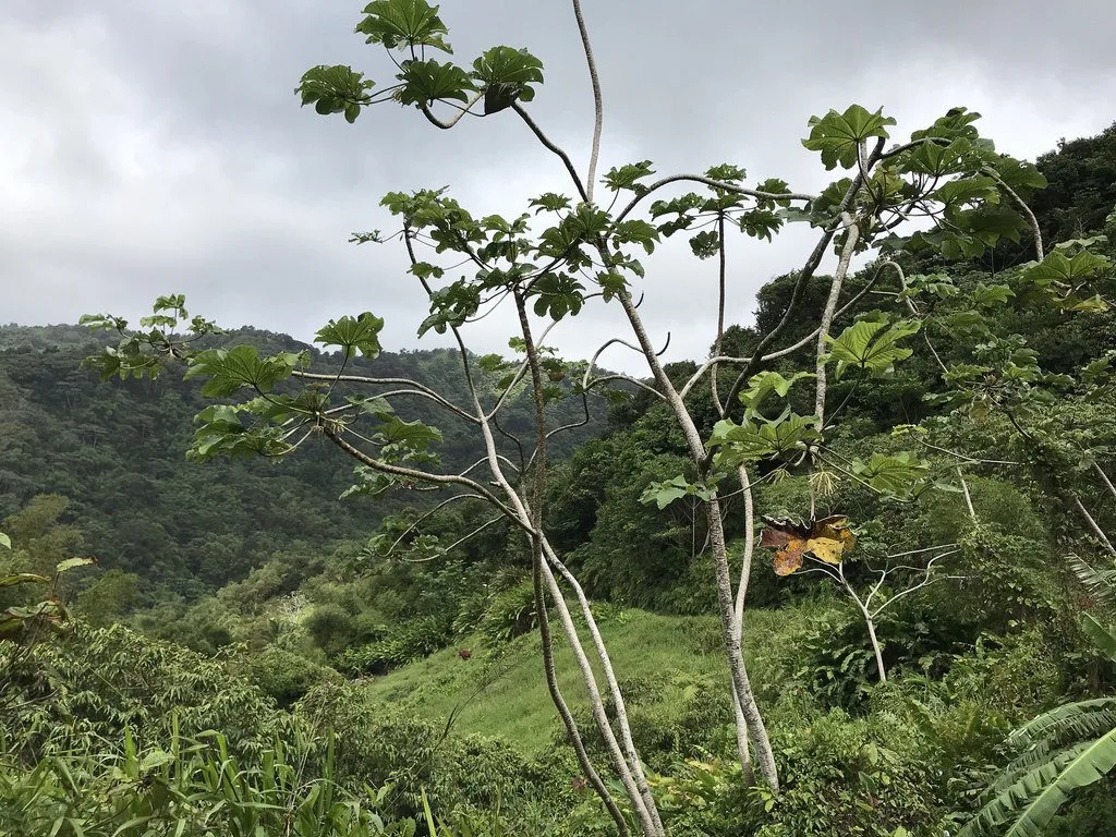 Grenada Hiking trails Photo Heatheronhertravels.com