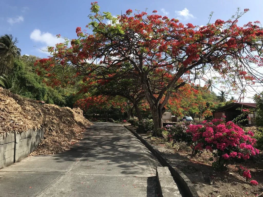 River Antoine Rum distillery in Grenada Photo Heatheronhertravels.com