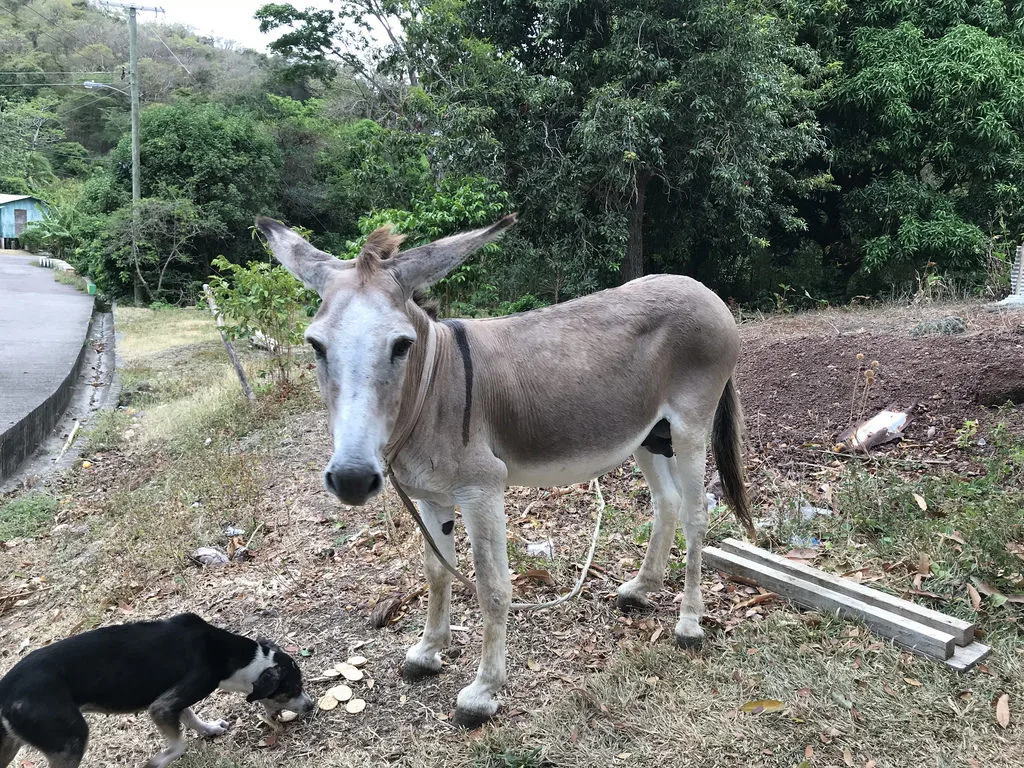 Darius the donkey at Petite Anse Grenada