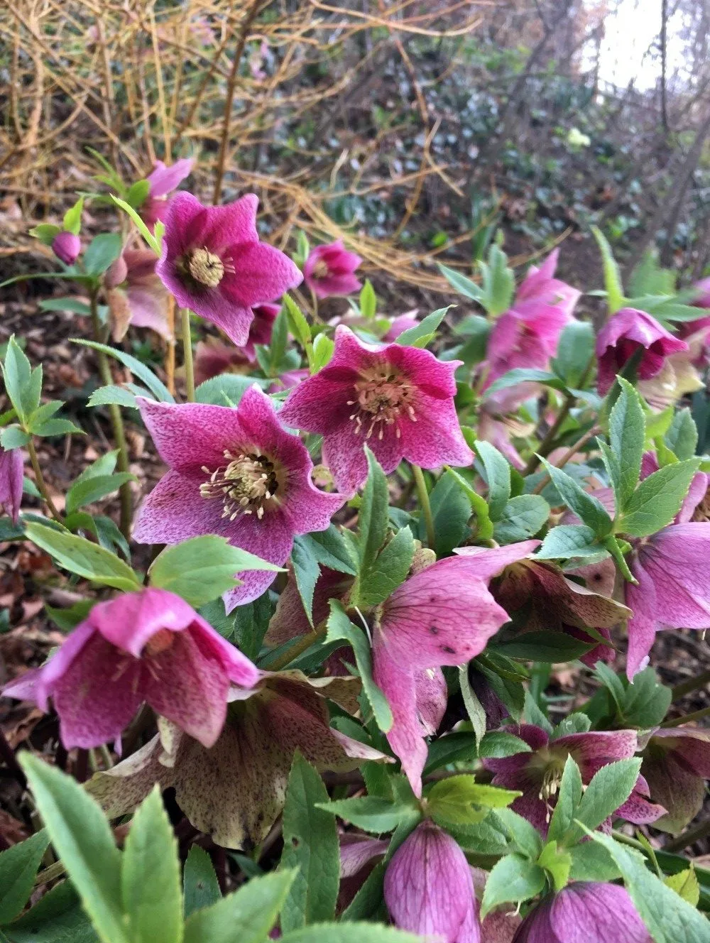 Painswick Rococco Garden 4 Photo Karis Bouher