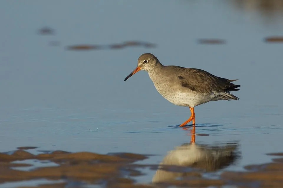 Slimbridge Wetlands Centre